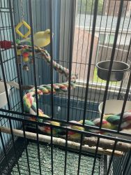 Cute amazing 1 year old canary who is social