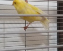 Yellow male canary