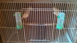 Pure Russian Canaries for sale