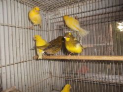 Show quality Fife Canaries for sale
