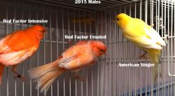 2015 Male Canaries from breeder