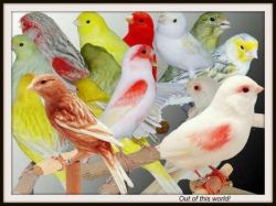 Canaries For Sale $50.00