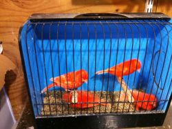 Champion line canaries for sale