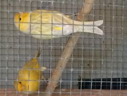 Nice males yellow opal canaries