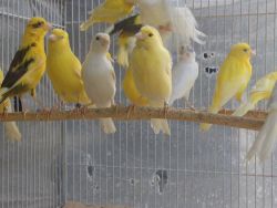 Russian canary feamels