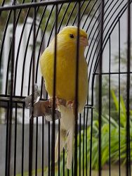 CANARIES FOR SALE