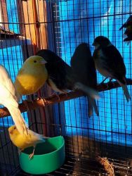 GLOSTER CANARIES MALE FOR SALE