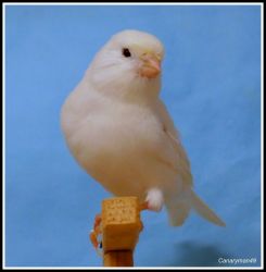 Recessive white canaries