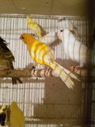 Canaries for Sale