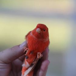 Beautiful Red Canaries