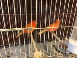 Red Factor Canary Pair For Sale