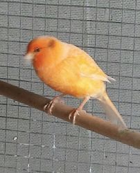 Beautiful singing male canaries