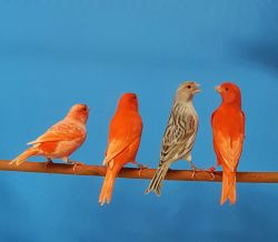 Red Canaries for sale 2017