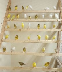Canaries For Sale 2017