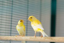 Many Canaries Available Male & Female