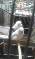 baby canaries