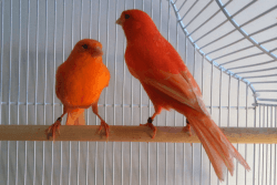 Canaries/ Canary