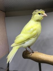 Canaries, Canary, Canarios