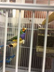 canaries and gouldians for sale