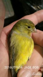 Spanish Timbrado Canaries for sale