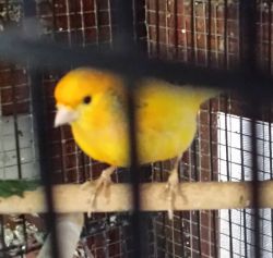 Male Canary yellow/orange Sings well $60.00