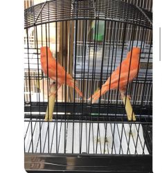 Red factor canary breeding pair close band 2018