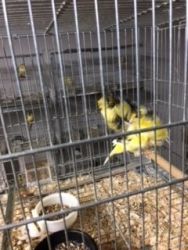 Imported Show Canaries