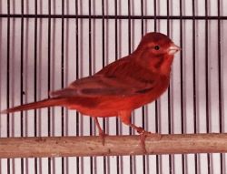 Red Agate Male Canaries for Sale