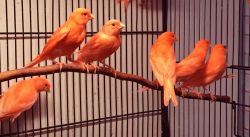 Red Factor Canaries for Sale