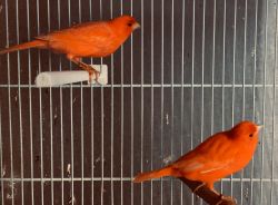 A Breeding Pair of Red Factor Canaries for Sale