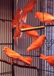 Red Factor Canaries for Sale!