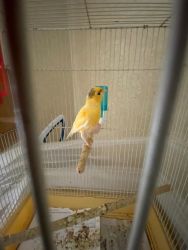 Canaries and Parakeets for Sale