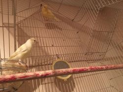 Canaries for sale
