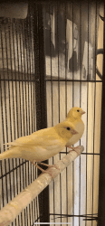 Beautiful yellow canaries hey