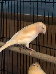 Various finest quality Canaries - Healthy, strong, good sized birds.
