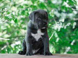 Excellent quality Cane Corso puppies ready to Pets Farm