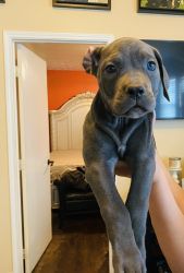 Cane corso puppies for sale sale!! (GIRLS ONLY) 4 grey and 3 black