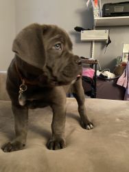 8 week old cane corso puppy for sale