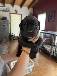 Puppies For sale