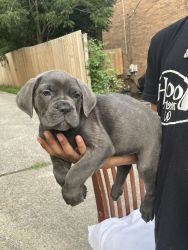 Beautiful 12 week old cane corso puppies !!!