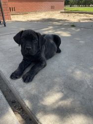 Champion Bloodline Cane Corso AKC and ICCF Registered