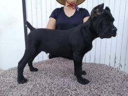affectionate Cane Corso Puppies
