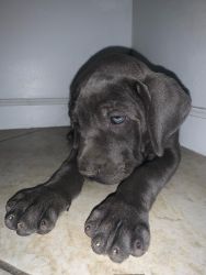 Mastiff Puppy for Rehoming!