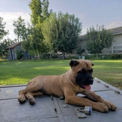 Cane Corso female pup ICCF Registered.