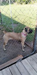 1YR OLD FEMALE CANE CORSO FOR SALE BY OWNER