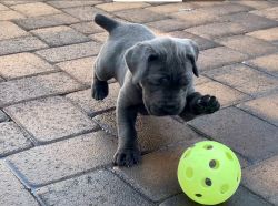 Rehoming cane corso young pup