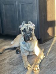6 month old full breed Cane Corso