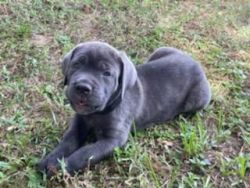 Cane corso puppies, 2 MALES 9 WEEKS ON THE 12TH