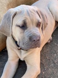 Cane Corso Puppies need a forever home