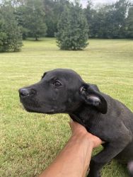 LITTER OF PURE CANE CORSO’S FOR SALE